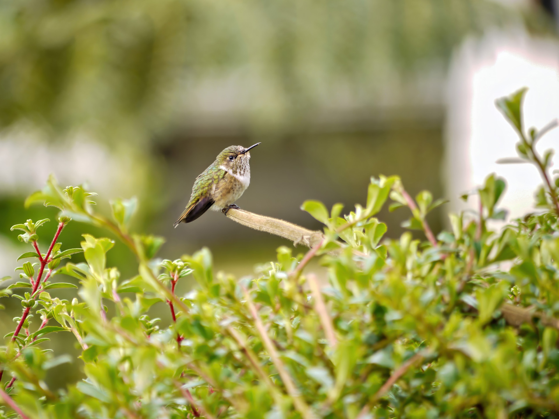 Breitschwanzelfe (Selasphorus platycercus), auch Breitschwanzkolibri oder Dreifarbenkolibri